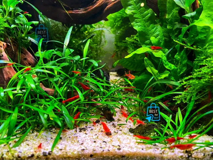 Red Shrimp for Aquarium Live Shrimp (2 piece)