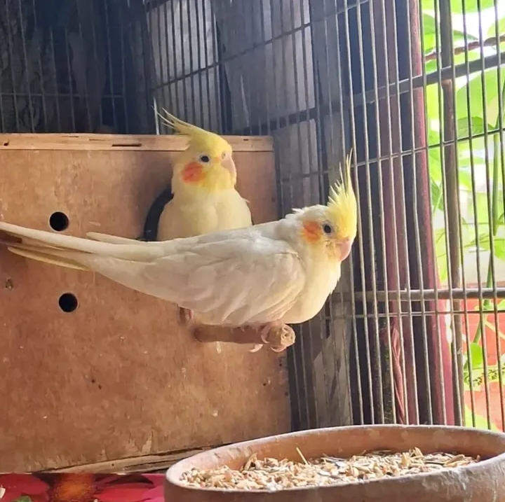 Lutino cockatiel | 2pec