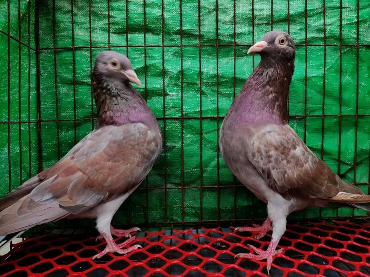 Deshi Pigeon
