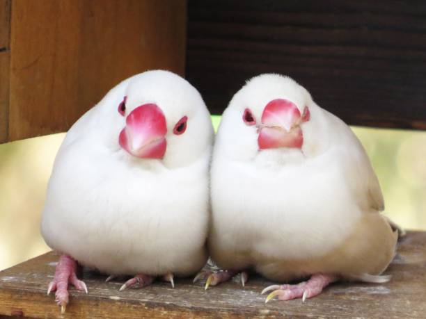 Java Birds |
