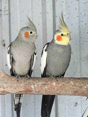 grey cockatiel