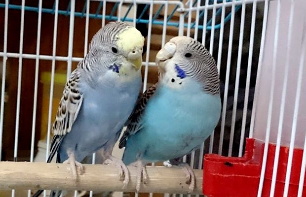 Budgerigar | বাজরিগার পাখী